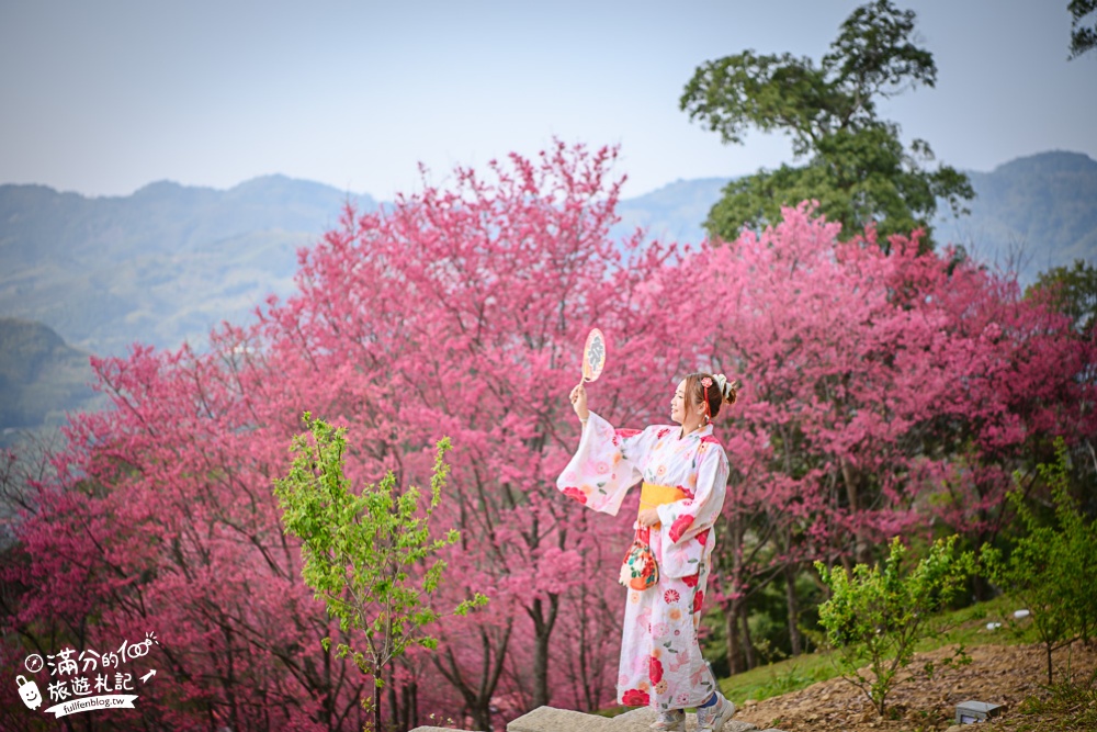 桃園景點【翠墨莊園櫻花季】穿和服賞櫻花,下午茶.日式大鳥居,復興鄉順遊景點攻略!