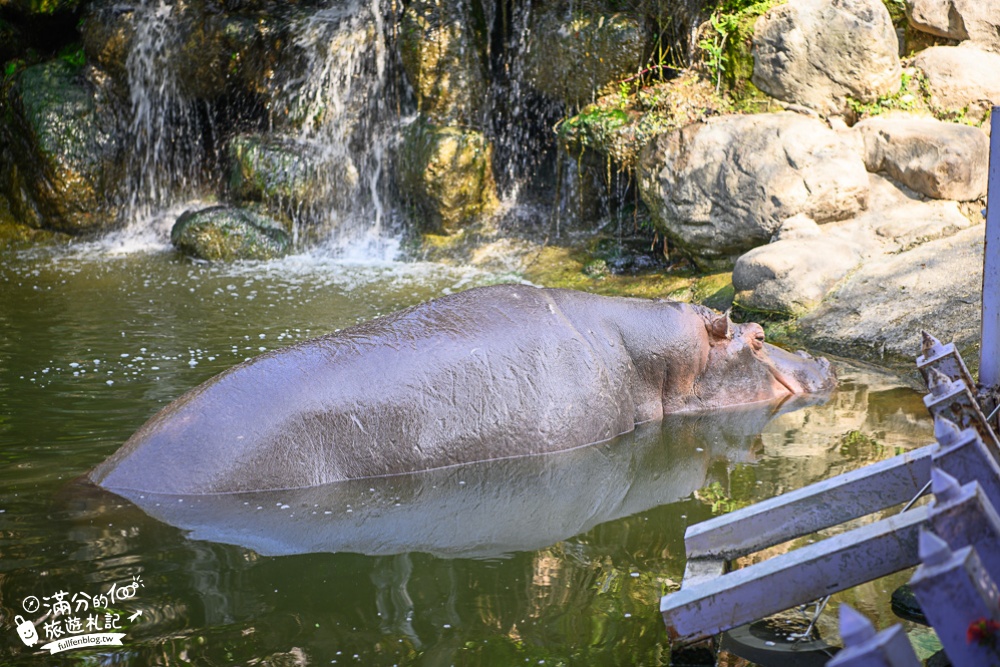 高雄小港景點|淨園農場|迷你動物園.餵草泥馬.看飛機|北歐風帳篷秘境~在峇里島下午茶!