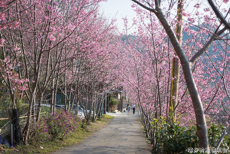 【2024拉拉山櫻花季】桃園復興鄉賞櫻一日遊行程攻略,7大賞櫻名所.一期一會的夢幻櫻景!