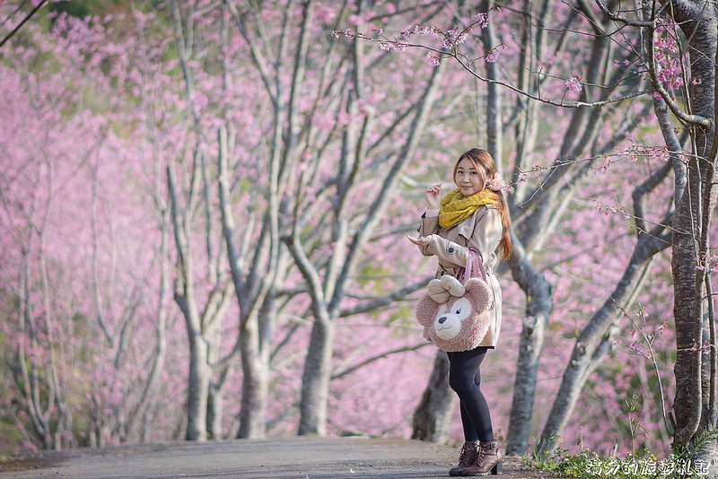 【2024拉拉山櫻花季】桃園復興鄉賞櫻一日遊行程攻略,7大賞櫻名所.一期一會的夢幻櫻景!