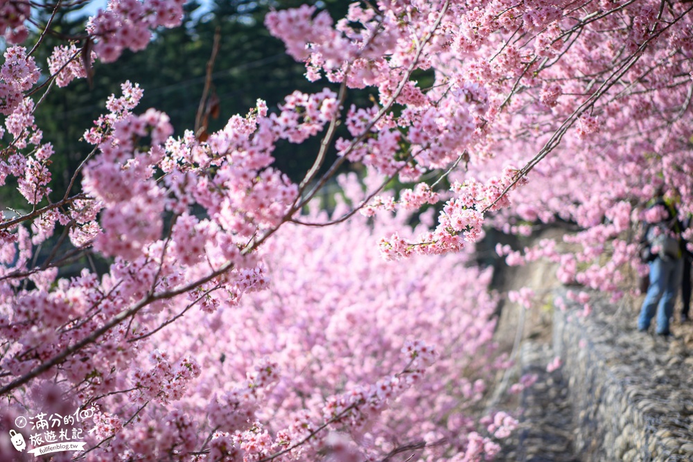 【2024櫻花鳥森林櫻花季】門票資訊,新社賞櫻秘境.和服體驗.露營.小火車,夢幻櫻之框~絕對完勝賞櫻名所!