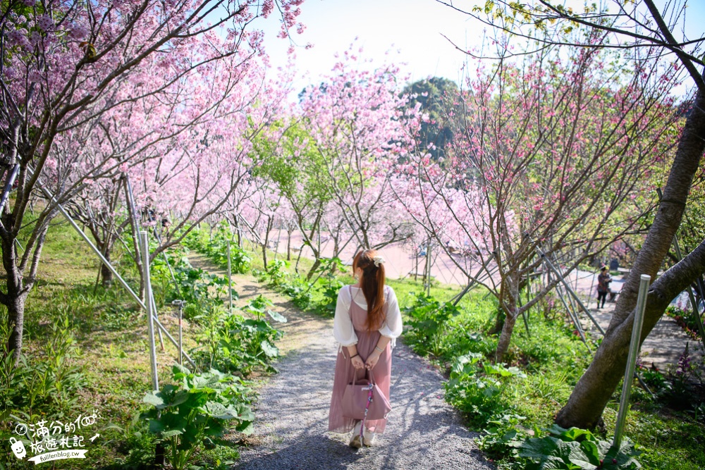 【2024櫻花鳥森林櫻花季】門票資訊,新社賞櫻秘境.和服體驗.露營.小火車,夢幻櫻之框~絕對完勝賞櫻名所!