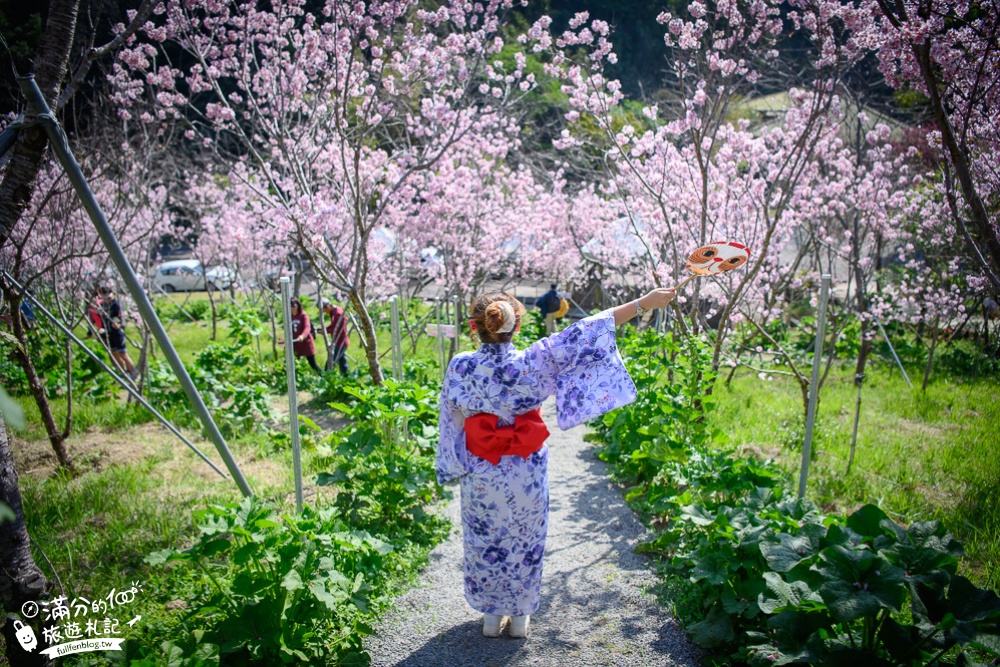 【2024櫻花鳥森林櫻花季】門票資訊,新社賞櫻秘境.和服體驗.露營.小火車,夢幻櫻之框~絕對完勝賞櫻名所!