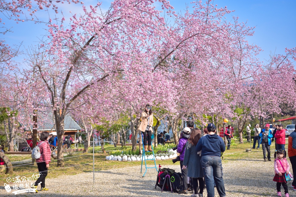 【2024恩愛農場櫻花季】最新花況.門票資訊.絕美富士櫻~拉拉山最強粉紅秘境,順遊景點攻略!