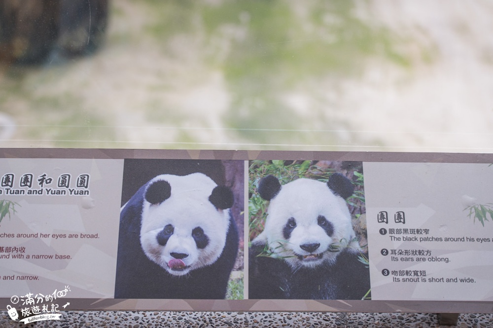 臺北市立動物園|木柵動物園|看貓熊.搭動物列車.走熱帶雨林.拍無尾熊彩繪.吃造型雞蛋糕.搭貓空纜車|跟著動物明星吃喝玩樂!