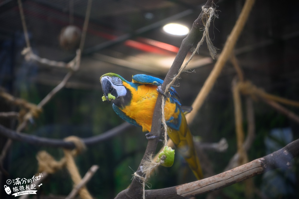 臺北市立動物園|木柵動物園|看貓熊.搭動物列車.走熱帶雨林.拍無尾熊彩繪.吃造型雞蛋糕.搭貓空纜車|跟著動物明星吃喝玩樂!