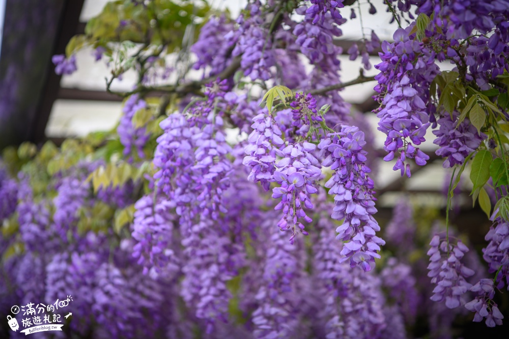 瑞里紫藤花季賞花攻略|瑞里6大賞花名所|茶壺民宿餐廳.瑞里印象民宿.阿喜紫藤|走訪紫藤花故鄉~漫步夢幻紫藤隧道!