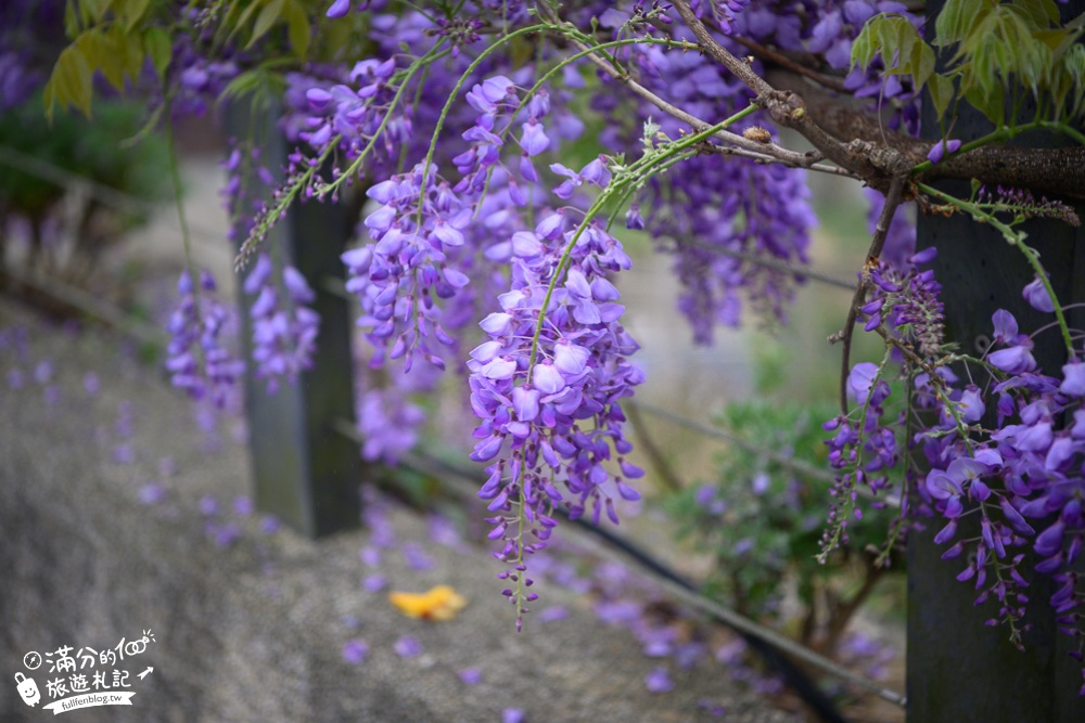 瑞里紫藤花季賞花攻略|瑞里6大賞花名所|茶壺民宿餐廳.瑞里印象民宿.阿喜紫藤|走訪紫藤花故鄉~漫步夢幻紫藤隧道!