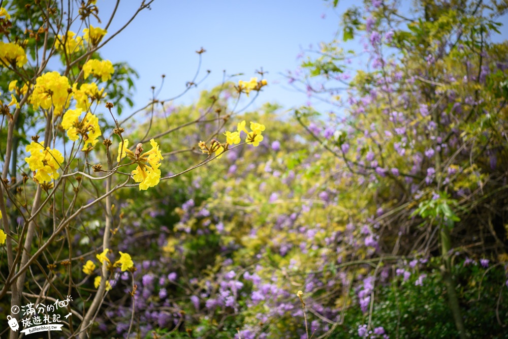 【2024杜石地一號紫錐花莊園】紫藤花季活動&門票.下午茶.簡餐, 四季都美,散步在異國風的小花園!