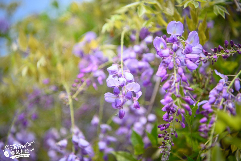 【2024杜石地一號紫錐花莊園】紫藤花季活動&門票.下午茶.簡餐, 四季都美,散步在異國風的小花園!