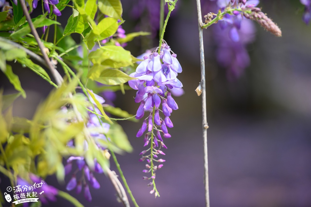 【2024杜石地一號紫錐花莊園】紫藤花季活動&門票.下午茶.簡餐, 四季都美,散步在異國風的小花園!