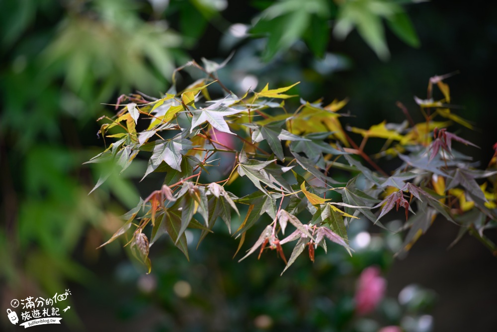 【2024杜石地一號紫錐花莊園】紫藤花季活動&門票.下午茶.簡餐, 四季都美,散步在異國風的小花園!