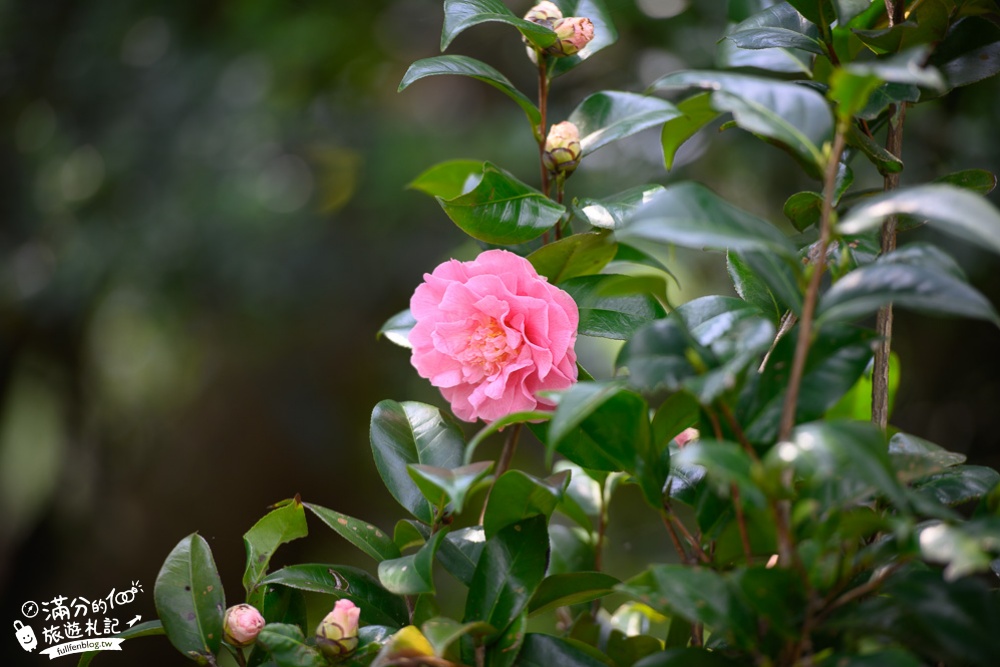 【2024杜石地一號紫錐花莊園】紫藤花季活動&門票.下午茶.簡餐, 四季都美,散步在異國風的小花園!