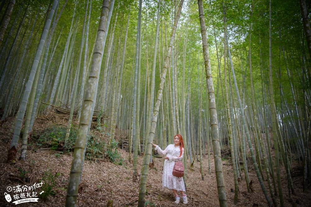 嘉義景點|瑞里綠色隧道(免門票)台版小嵐山.走竹林.望茶田.吃愛玉冰|吸收大地精華~夢幻山中小仙境!