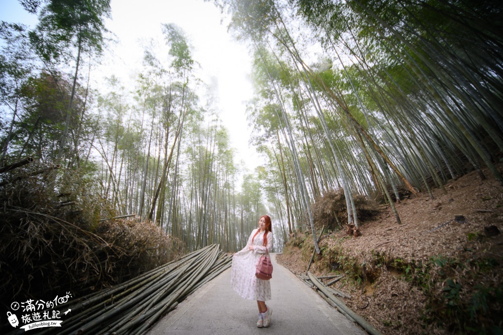 嘉義景點|瑞里綠色隧道(免門票)台版小嵐山.走竹林.望茶田.吃愛玉冰|吸收大地精華~夢幻山中小仙境!