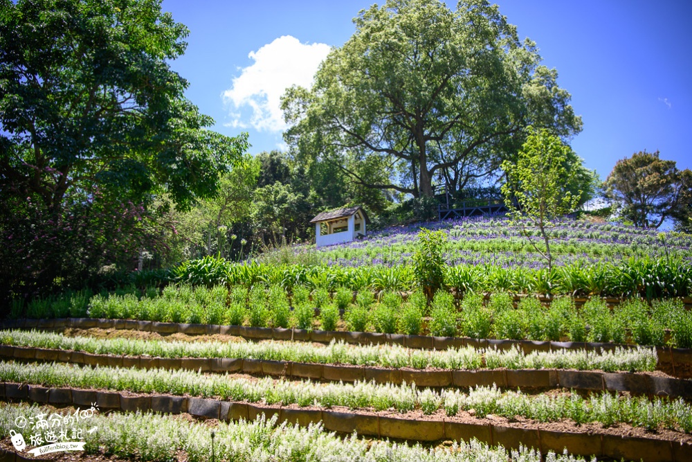 【2024薰衣草森林新社店】繡球花季開跑.秋天賞花焰雞冠花海,親子森林王國,旋轉木馬好美好好拍!