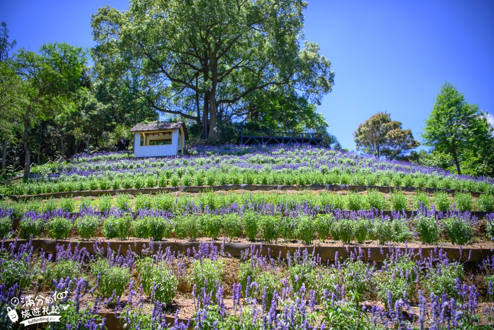 【2024薰衣草森林新社店】繡球花季開跑.秋天賞花焰雞冠花海,親子森林王國,旋轉木馬好美好好拍!