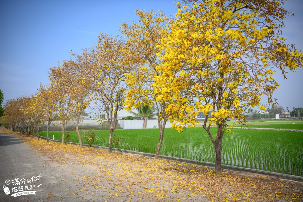 南投景點|菩提蘭園黃花風鈴木|超夢幻金黃色花路~浪漫花語是再回來的幸福!