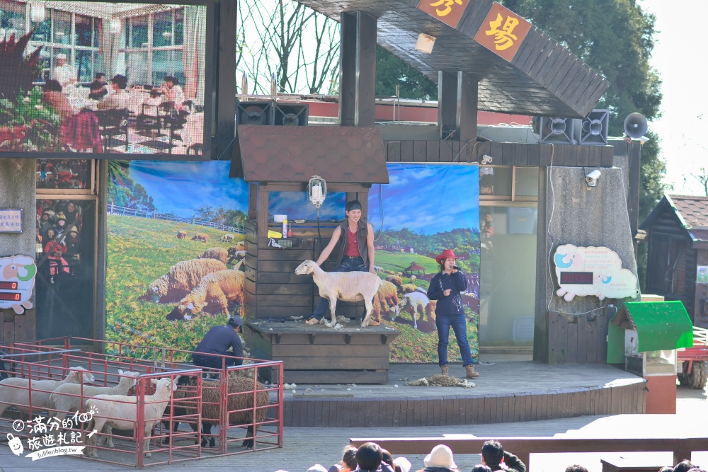 南投景點【清境農場青青草原】餵小羊.看綿羊秀.馬術秀.吃羊乳冰~全台最夢幻的白色羊城堡!