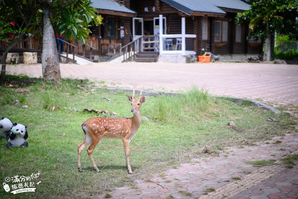 台東景點|鹿野梅花鹿公園|餵食互動.與鹿同行|被野生梅花鹿包圍啦~東台灣森林小奈良!