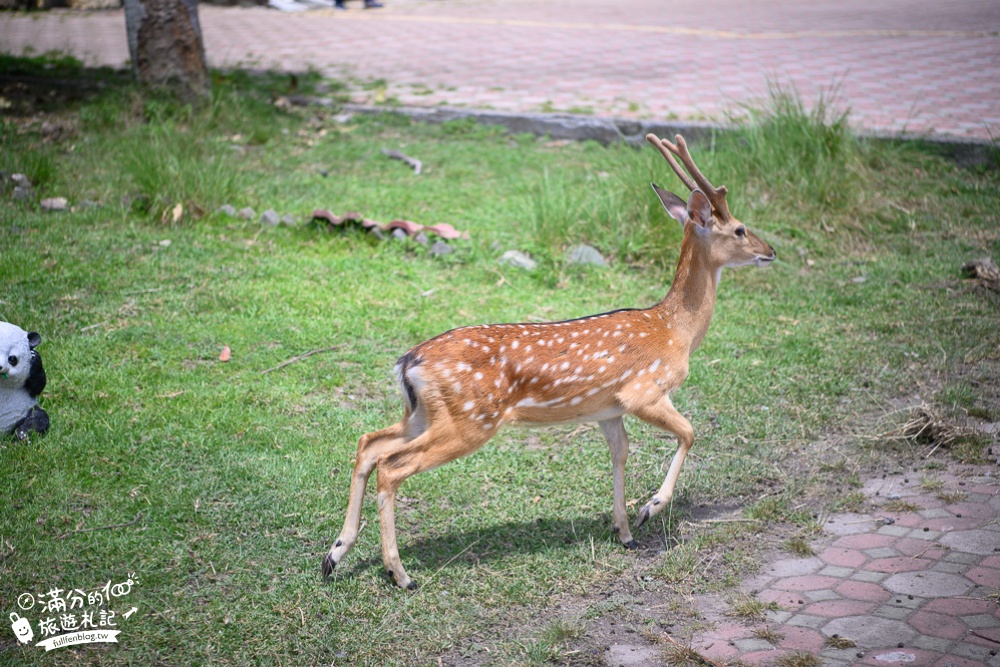 台東景點|鹿野梅花鹿公園|餵食互動.與鹿同行|被野生梅花鹿包圍啦~東台灣森林小奈良!