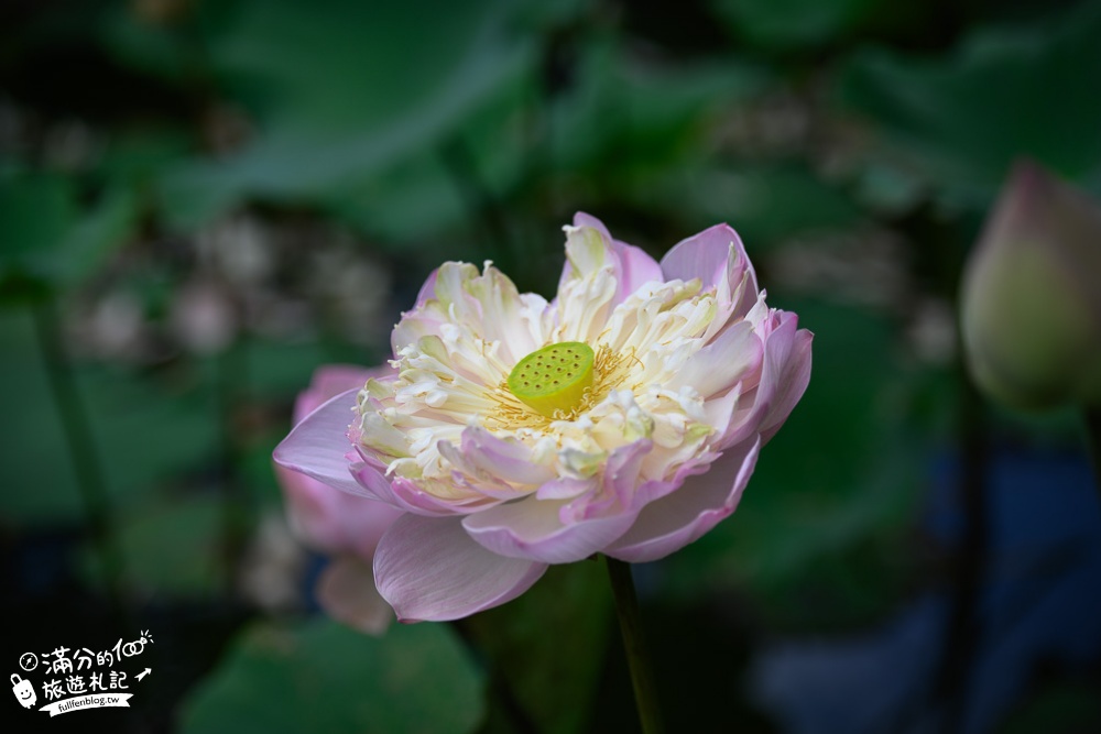 桃園觀音景點|蓮荷園休閒農場|賞蓮花.坐大王蓮.盪鞦韆.搭船遊湖.吃蓮子冰|季節限定~挑戰輕功水上飄!