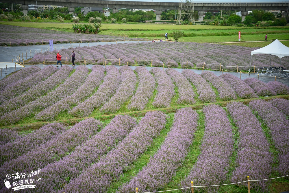 2022桃園仙草花節|秒飛小南法普羅旺斯.楊梅仙草花節活動資訊|仙氣十足~夢幻紫色花海仙境!