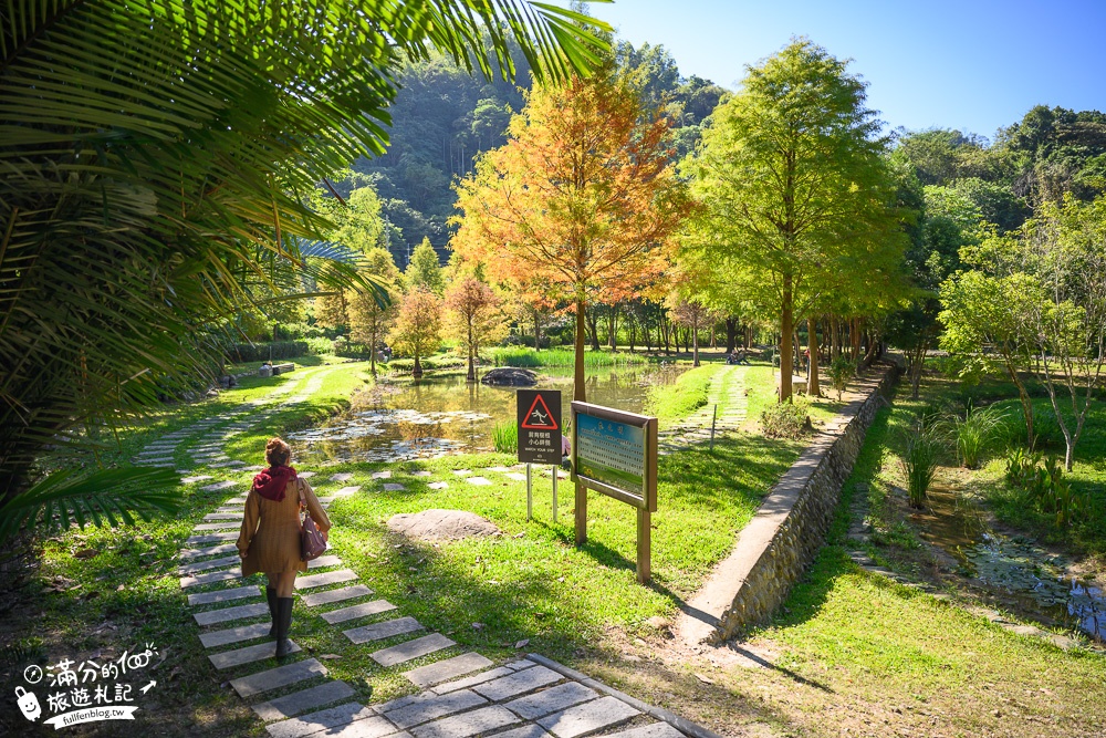 台中景點|太平苗圃落羽松(免門票)松林夢幻湖秘境|比畫還要美~靜謐桃花源森林!