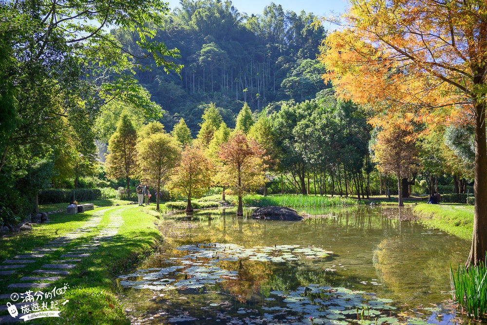 台中景點|太平苗圃落羽松(免門票)松林夢幻湖秘境|比畫還要美~靜謐桃花源森林!