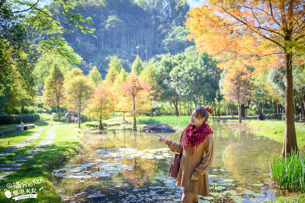 台中景點|太平苗圃落羽松(免門票)松林夢幻湖秘境|比畫還要美~靜謐桃花源森林!