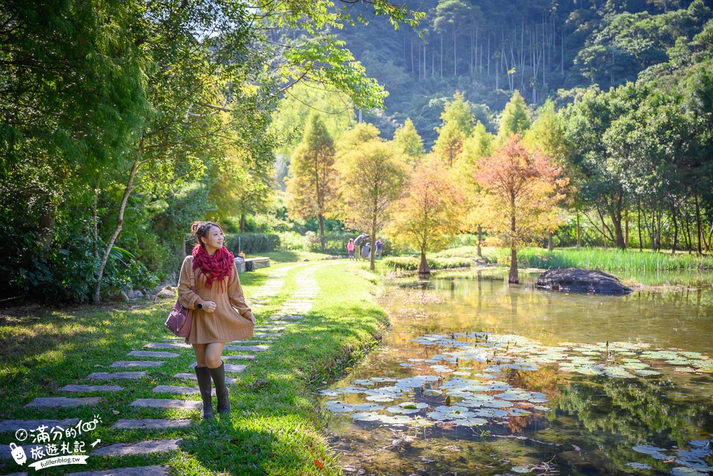 台中景點|太平苗圃落羽松(免門票)松林夢幻湖秘境|比畫還要美~靜謐桃花源森林!