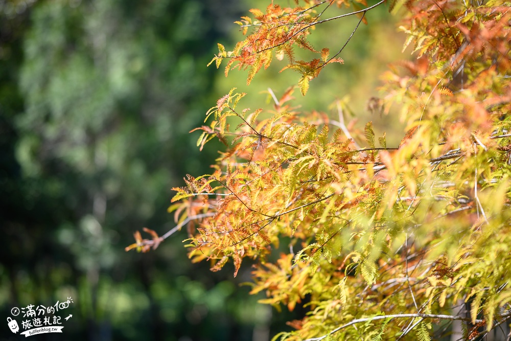 台中景點|太平苗圃落羽松(免門票)松林夢幻湖秘境|比畫還要美~靜謐桃花源森林!