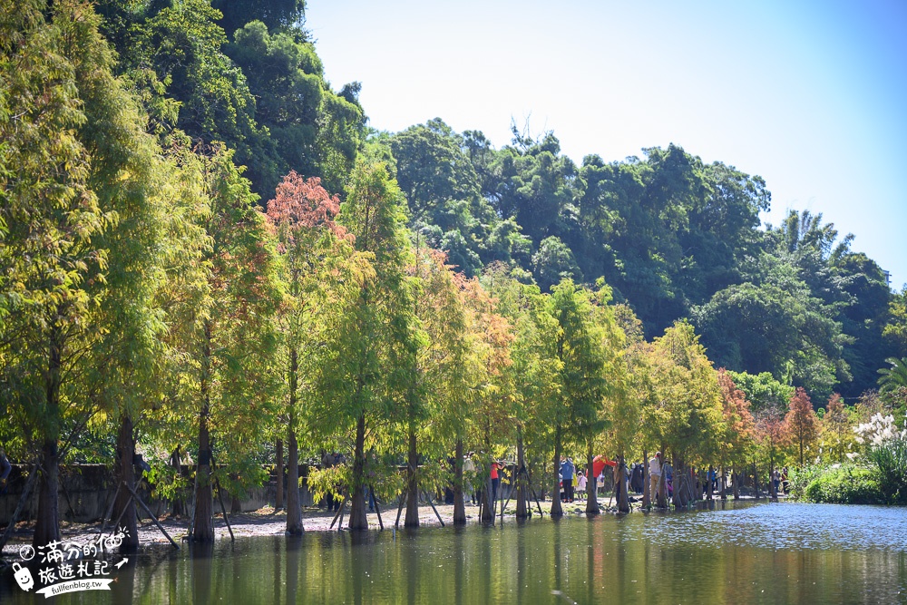 桃園大溪景點【月眉人工濕地生態公園】免門票落羽松夢幻湖.絕美倒影猶如人間小仙境!