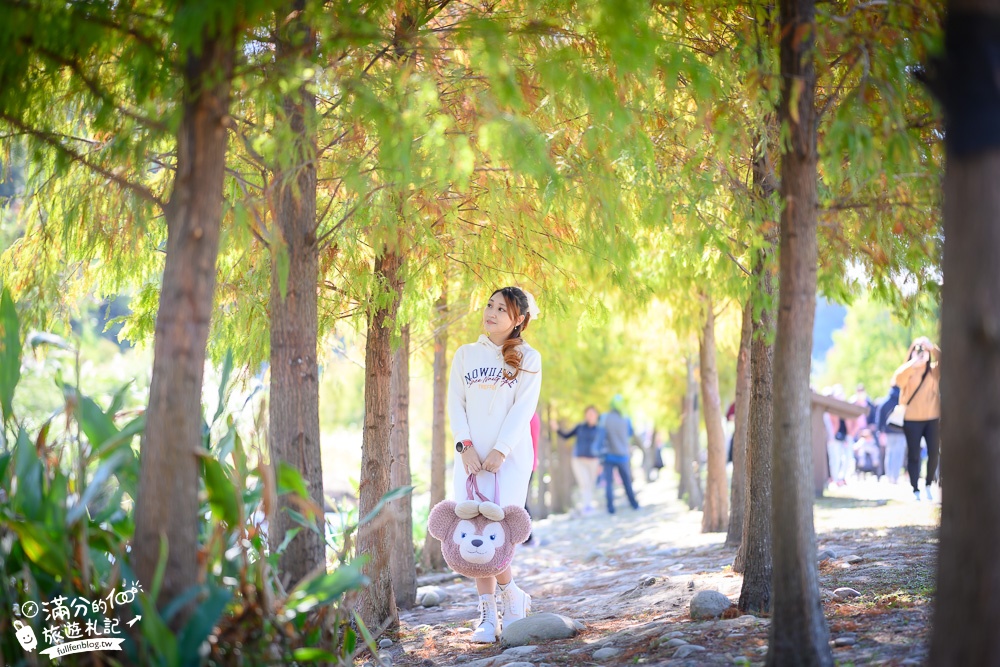 桃園大溪景點【月眉人工濕地生態公園】免門票落羽松夢幻湖.絕美倒影猶如人間小仙境!