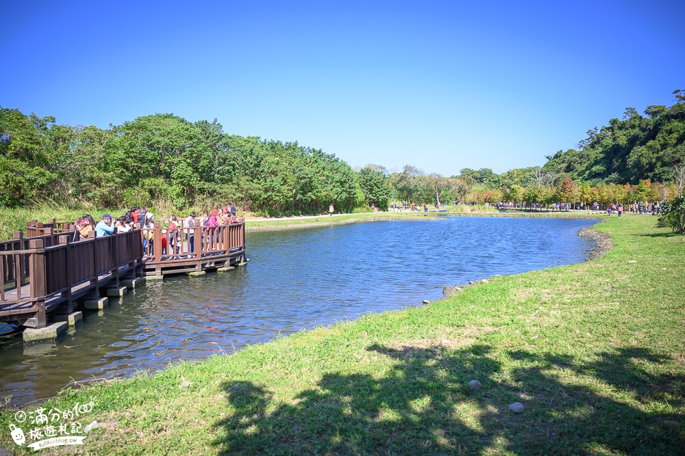 桃園大溪景點【月眉人工濕地生態公園】免門票落羽松夢幻湖.絕美倒影猶如人間小仙境!