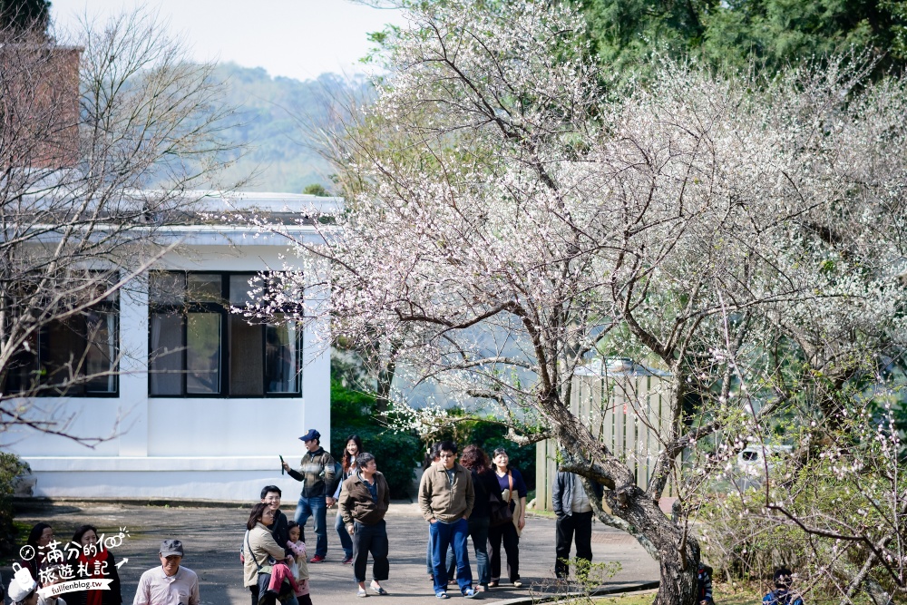 桃園復興景點|角板山行館梅園.夢幻白雪世界.戰備隧道.LOVE造景~軍事機地3D立體彩繪牆超好拍!