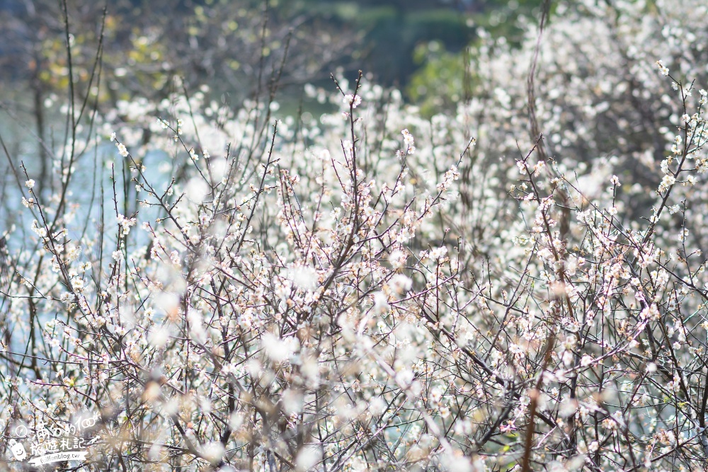 桃園復興景點|角板山行館梅園.夢幻白雪世界.戰備隧道.LOVE造景~軍事機地3D立體彩繪牆超好拍!