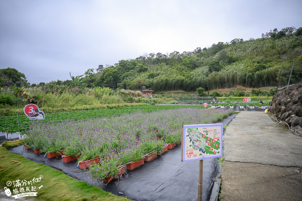 苗栗大湖【紅色琉璃瓦草莓園】免門票網美系高架草莓園.採紅寶石大草莓,還能喝咖啡下午茶!