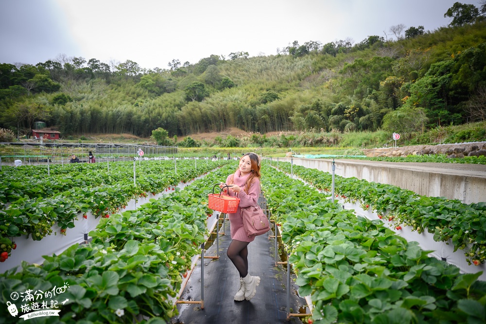 苗栗大湖【紅色琉璃瓦草莓園】免門票網美系高架草莓園.採紅寶石大草莓,還能喝咖啡下午茶!