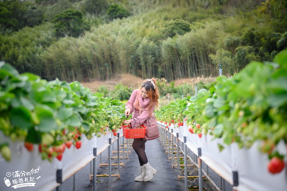 苗栗大湖【紅色琉璃瓦草莓園】免門票網美系高架草莓園.採紅寶石大草莓,還能喝咖啡下午茶!