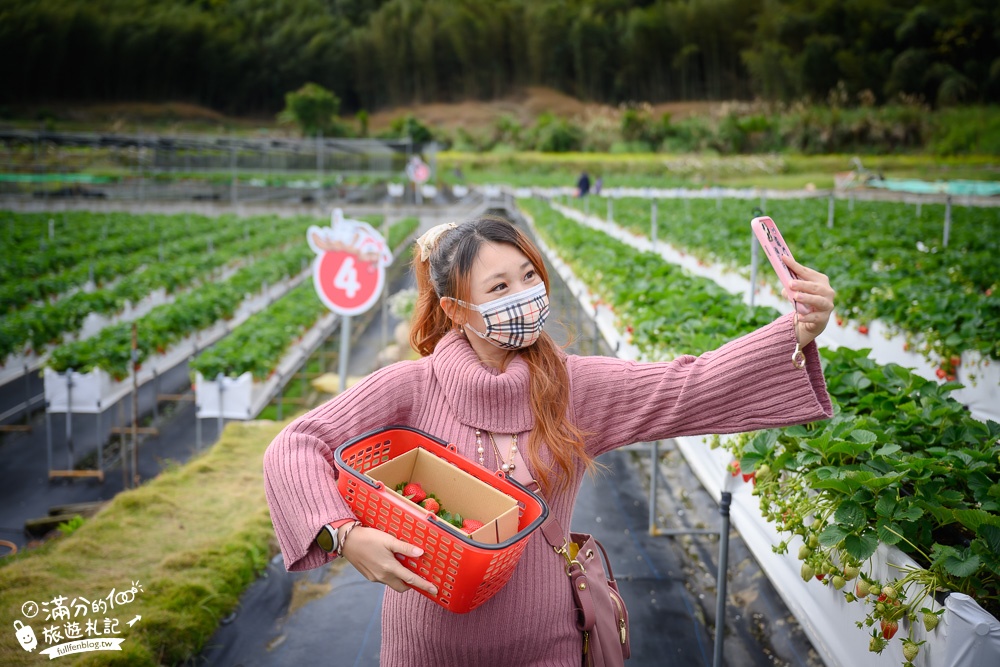 苗栗大湖【紅色琉璃瓦草莓園】免門票網美系高架草莓園.採紅寶石大草莓,還能喝咖啡下午茶!