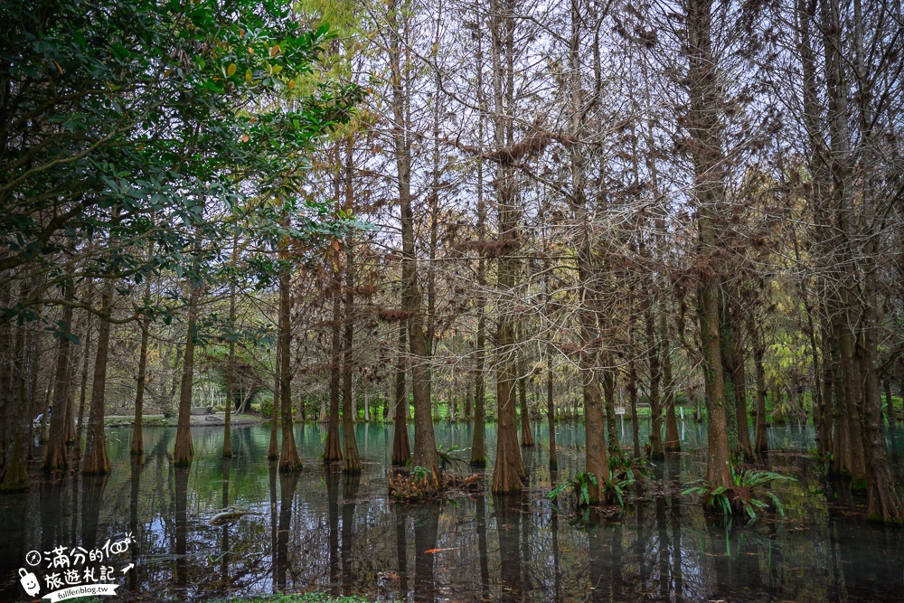 花蓮景點|鈺展苗圃落羽松森林|50元銅板門票.花蓮落羽松秘境.抹茶湖松林|超夢幻~台版冬季戀歌場景!