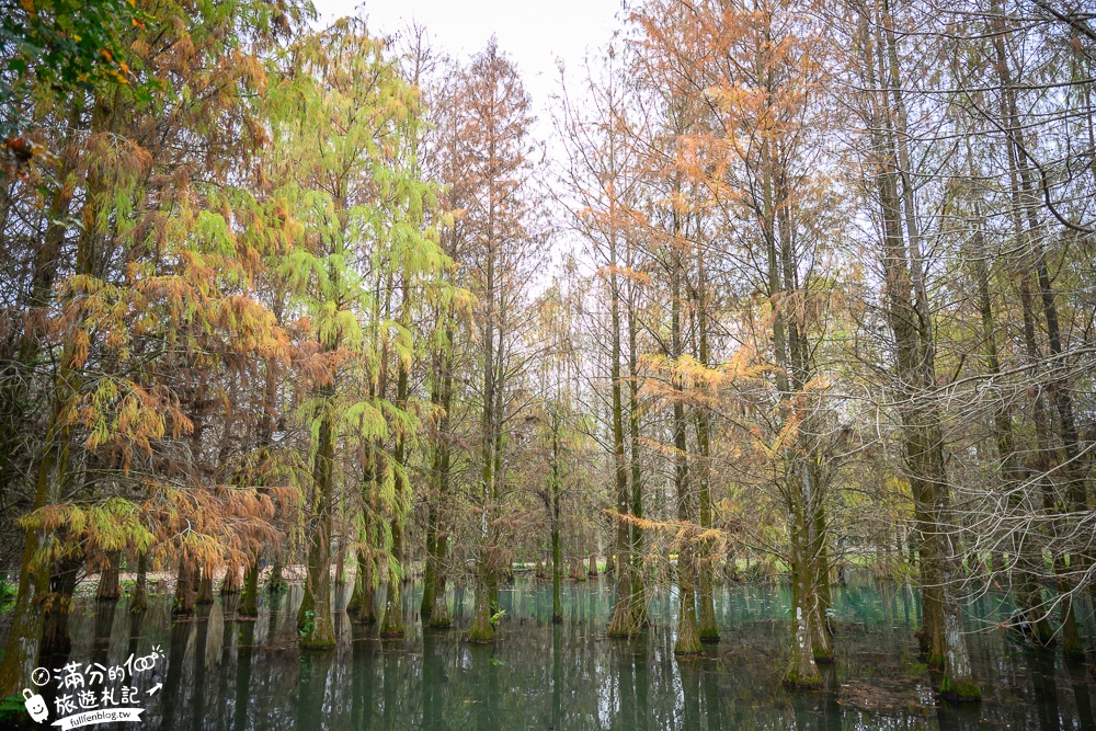 花蓮景點|鈺展苗圃落羽松森林|50元銅板門票.花蓮落羽松秘境.抹茶湖松林|超夢幻~台版冬季戀歌場景!