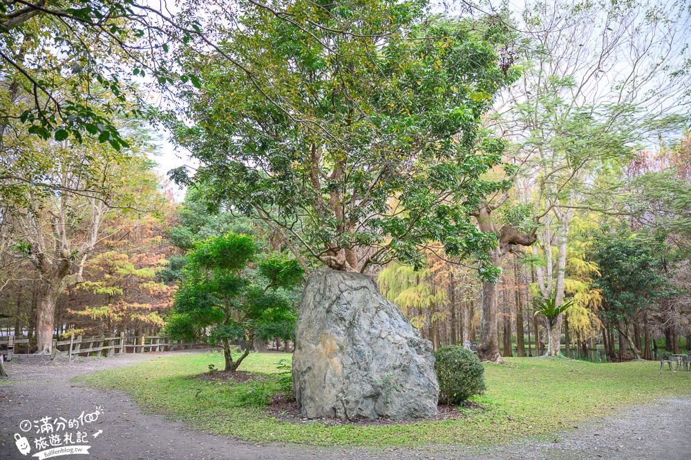 花蓮景點|鈺展苗圃落羽松森林|50元銅板門票.花蓮落羽松秘境.抹茶湖松林|超夢幻~台版冬季戀歌場景!