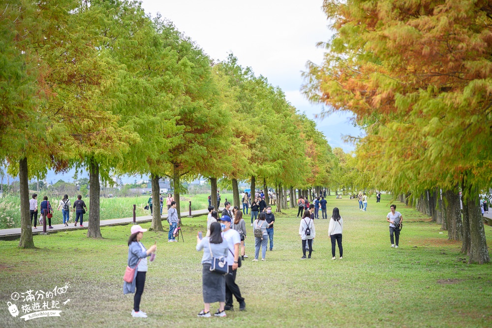 宜蘭三星落羽松|七彩霓虹燈超夢幻，(免門票)宜蘭安農溪落羽松大道，愈夜愈美麗!