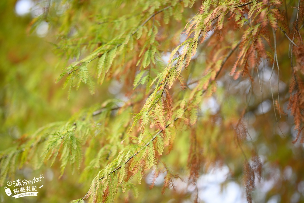 宜蘭三星落羽松|七彩霓虹燈超夢幻，(免門票)宜蘭安農溪落羽松大道，愈夜愈美麗!