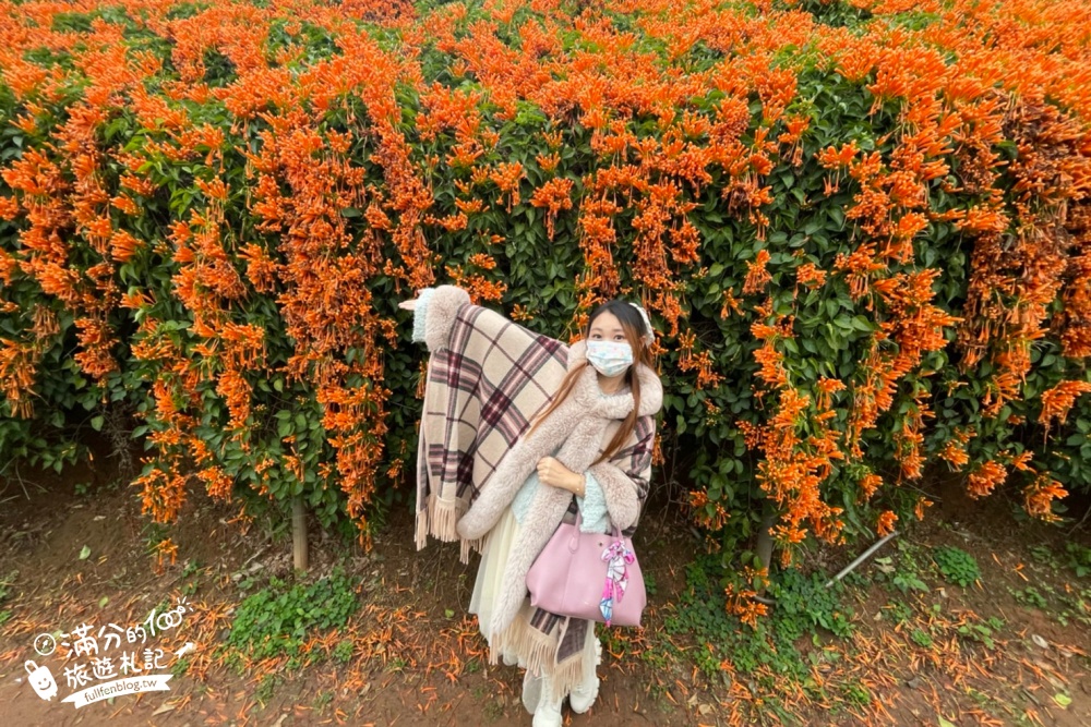 苗栗|銅鑼炮仗花海公園(免門票)|炮仗花步道 .銅鑼工業區花海|迎春黃金西北雨~最美花海瀑布!