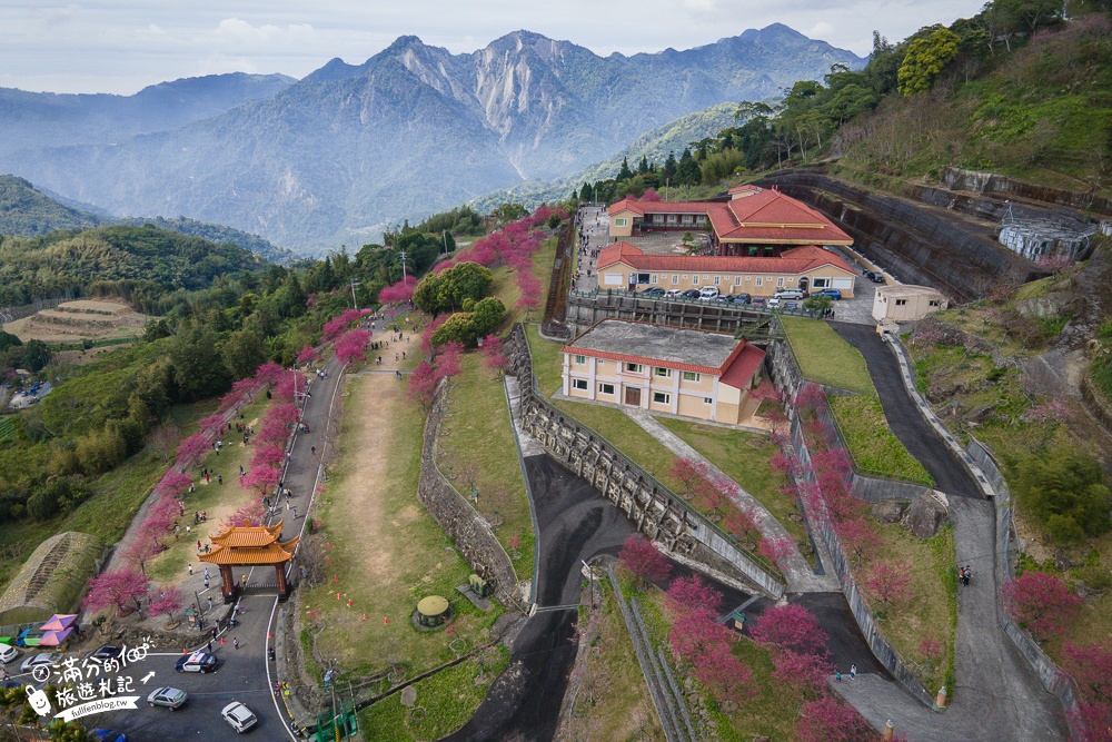 【2024嘉義阿里山彌陀襌寺】櫻花季攻略,八重櫻,浪漫桃紅佳人齊放.夢幻櫻花大道!