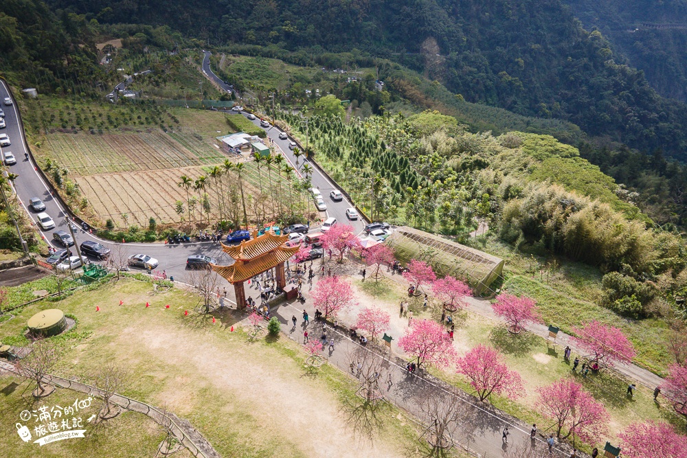 【2024嘉義阿里山彌陀襌寺】櫻花季攻略,八重櫻,浪漫桃紅佳人齊放.夢幻櫻花大道!