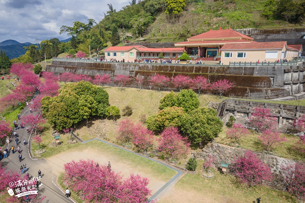 【2024嘉義阿里山彌陀襌寺】櫻花季攻略,八重櫻,浪漫桃紅佳人齊放.夢幻櫻花大道!